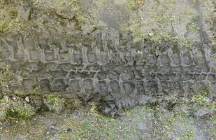 Wheel track on mud. Traces of a tractor or heavy off-road car on brown mud in wet meadow photo