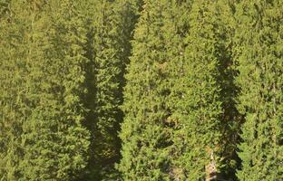 Texture of a mountain forest with many green trees. View from high photo