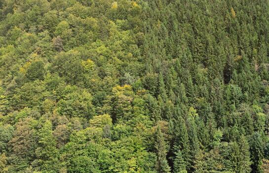 Texture of a mountain forest with many green trees. View from high photo