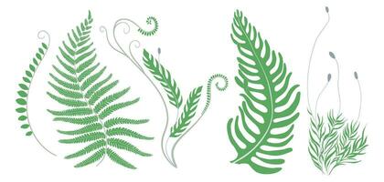 Set of green ferns and moss. Collection of abstract botanical elements for graphic design and decor. Vector illustration EPS10