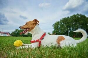 Cute dog walking at green grass, playing with toy ball photo