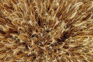 Rye field background. Harvesting period photo