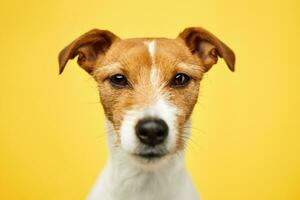 Jack russell terrier dog on yellow background. Funny pet photo