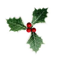 Christmas Holly Berry Leaves, isolated on white or transparent background. photo