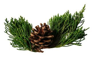 Christmas decoration, pine cone and branches, isolated on white or transparent background. photo