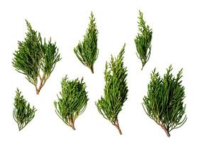 Christmas pine branches set, isolated on white or transparent background. photo