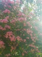 Sunlight reflects on the oleander photo
