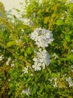 plombagina auriculata blanco floración planta foto