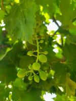 Close up of a grape hanging on its branch photo