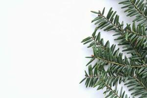 Green spruce branch on white background with copy space. Christmas tree decoration. New year, winter holiday card. Fir, pine twig. Nature minimal concept photo