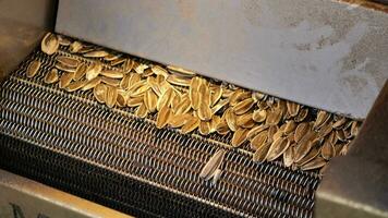 top view of processing sunflower seeds in a machine video