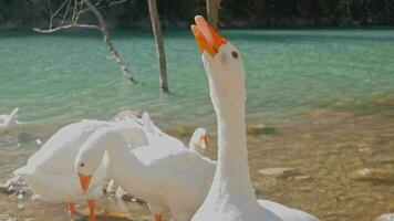 branco gansos elegantemente povoar uma turco lago ao longo a licão caminho. video