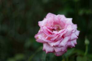 Multilayer Pink Rose photo