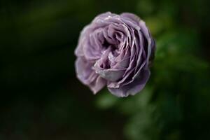 Light purple rose flower with leaves in a garden with bokeh background. photo