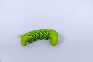 Swallow tail butterfly caterpillar with white background photo