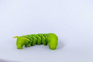 Swallow tail butterfly caterpillar with white background photo