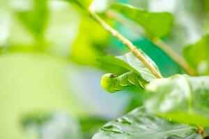 butterfly-caterpillar Papilio machaon on a green leaf plant on a summer day photo