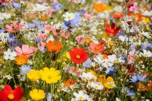 Close-up of a field of vibrant wildflowers. Texture, background, pattern. Ai generative photo