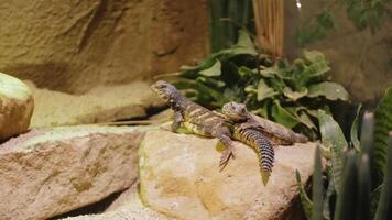 Two lizards are warming themselves, resting on rock next to plants. video