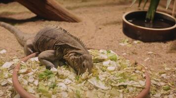 large lizard eats cabbage, looks at camera. video