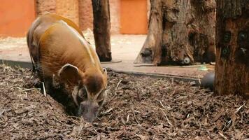 red river pig, beautiful hair and long ears, an unusual boar digs the ground and lies down. video