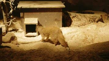 Mongooses looking for food. Yellow mongoose on a summer sunny day. video