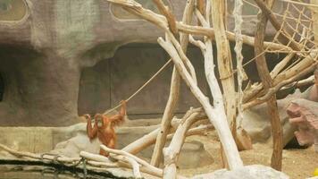 Monkeys play on tree, an island with waterfall, river, moat. Red Great Primate video