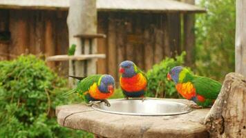 mooi Australisch papegaai veelkleurig, dichtbij omhoog, portret. drinken, aan het eten en spelen, groep. video