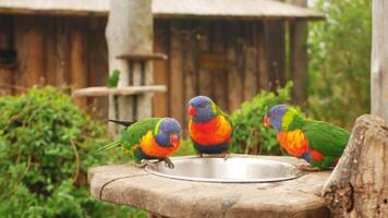 Beautiful Australian parrot multicolored, close up, portrait. drinking, eating and playing, group. video