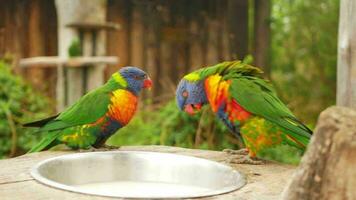 Beautiful Australian parrot multicolored, close up, portrait. Two parrots playing, mating games, male flaunts. video