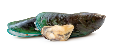 Steamed or cooked food of fresh beautiful green mussels in stack isolated with clipping path and shadow in png file format