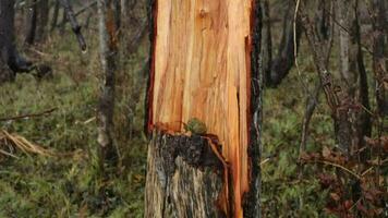 Baum gebrochen durch ein Hurrikan Wind, das Kofferraum ist gebrochen wie wenn es wurden ein passen, Panorama video