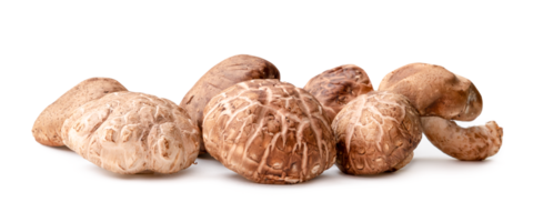 Fresh and dry shiitake mushrooms in stack isolated with clipping path and shadow in png file format. Japanese and Chinese herb