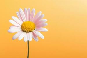 AI generated A daisy flower with a large pattern on a light background. photo