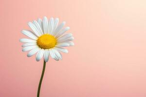 AI generated A daisy flower with a large pattern on a light background. photo