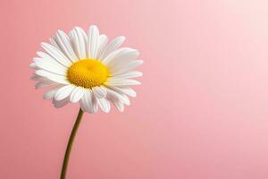 AI generated A daisy flower with a large pattern on a light background. photo