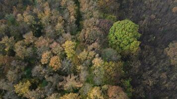 otoño pabellón un drones danza encima el encantado bosque video