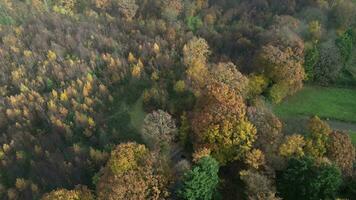 l'automne canopée une drone Danse au dessus le enchanté les bois video
