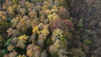 otoño pabellón un drones danza encima el encantado bosque video