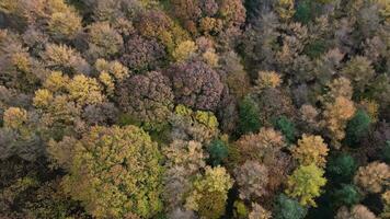 autunno baldacchino un' di droni danza sopra il incantata boschi video