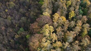 autunno baldacchino un' di droni danza sopra il incantata boschi video