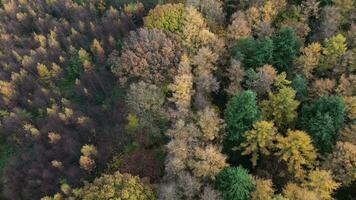 l'automne canopée une drone Danse au dessus le enchanté les bois video