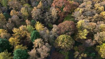 Autumn Canopy A Drone's Dance Above the Enchanted Woods video