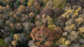 otoño pabellón un drones danza encima el encantado bosque video