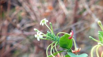 shot on flowering Combretum indicum or Combretum indicum plant video
