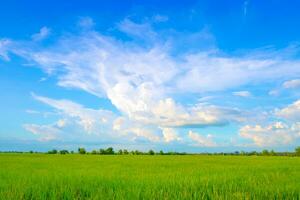 Field on a background photo