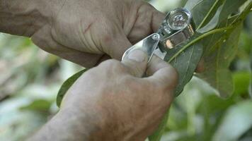 Analyzing avocado leaf video