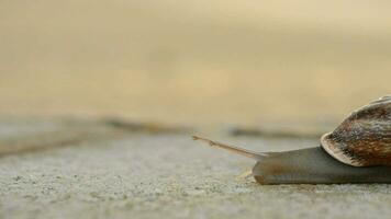 escargot en marchant à le coucher du soleil video