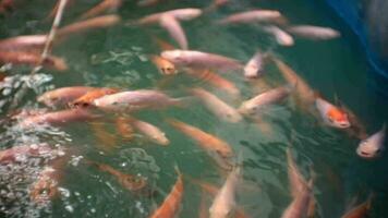 muchos rojo tilapia pescado nadando en el estanque video