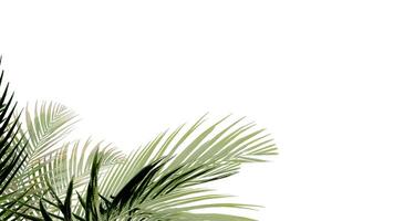 coconut leave nature transparent cut out forest isolated background 3d render. photo